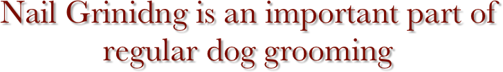 Nail Grinidng is an important part of regular dog grooming  